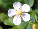 Fragaria vesca